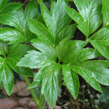 Ashitaba Seeds