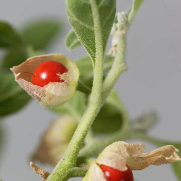 Ashwagandha Seeds
