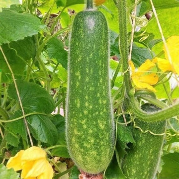Asian Hairy Gourd Seeds - Vegetable Plant