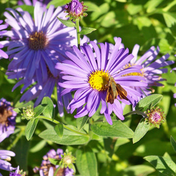 Aster Seeds – Frikartii
