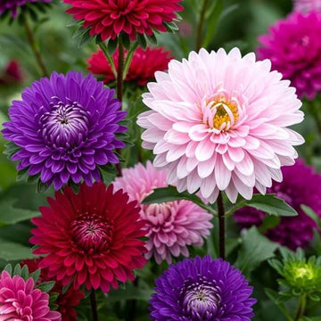 Aster Seeds