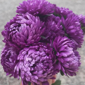 Aster Seeds – China Purple