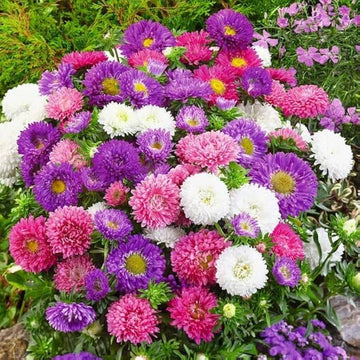 Aster Seeds – Giant Multi
