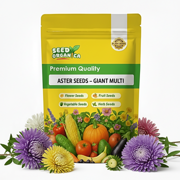 Aster Seeds – Giant Multi