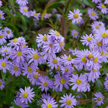 Aster Seeds – Novi-Belgii

