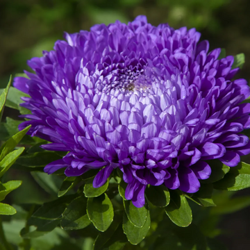 Aster Seeds – Pompon Blue Moon
