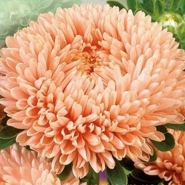 Aster Seeds – White Orange
