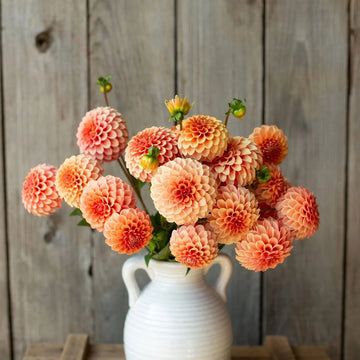 Aster Seeds – White Orange