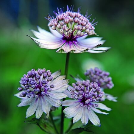 Astrantia Major Seeds – Blue Masterwort