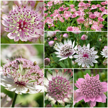 Astrantia Seeds
