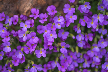 Aubrieta Seeds – Deltoidea Heirloom & GMO

