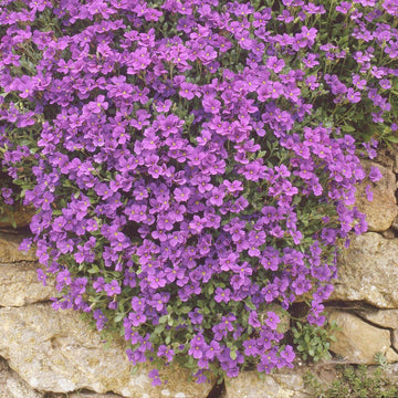 Aubrieta Deltoidea Seeds – Rockcress