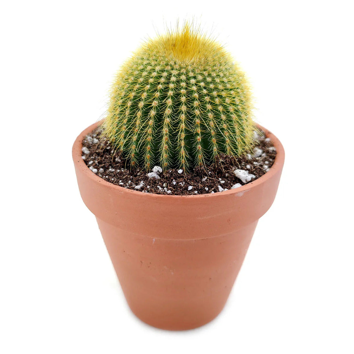 Austrocephalocereus Seeds – Green Cactus

