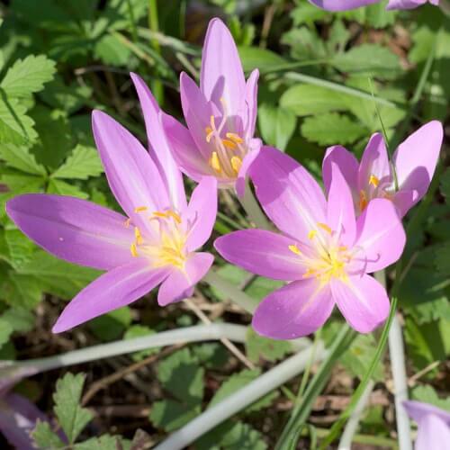 Autumn Crocus Seeds – Bright 