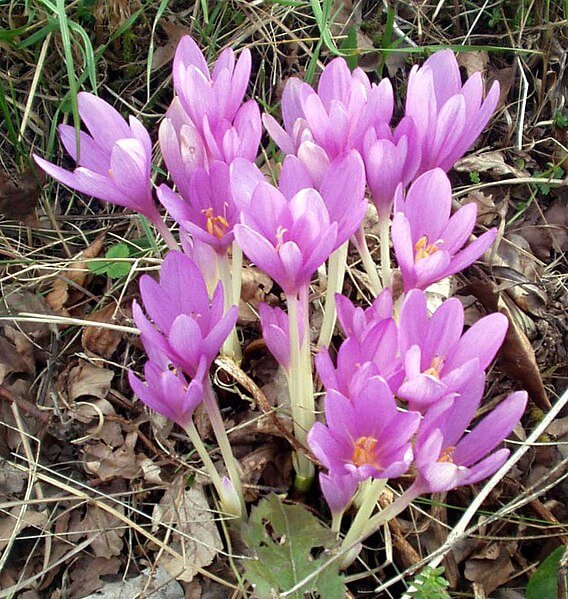 Autumn Crocus Seeds – Bright 