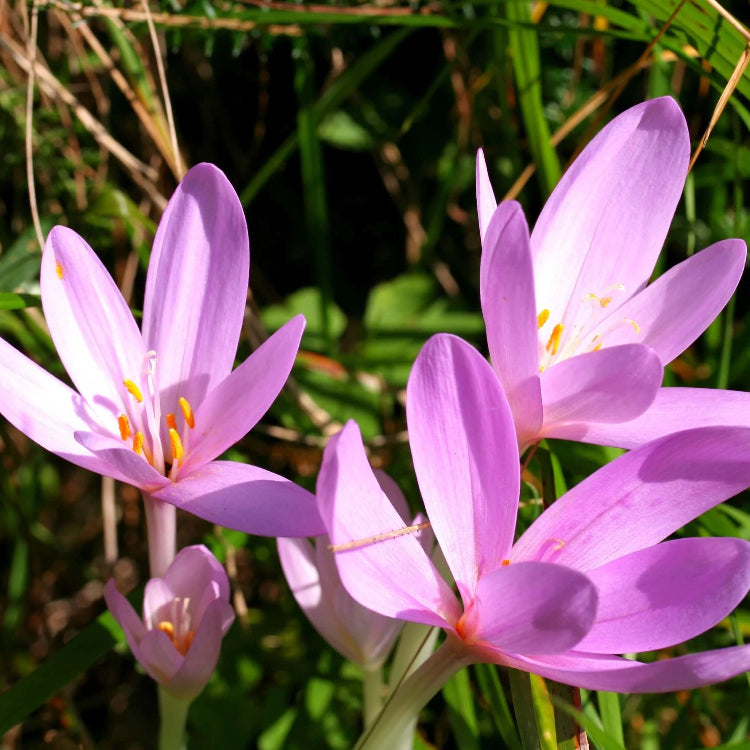 Autumn Crocus Seeds – Bright 