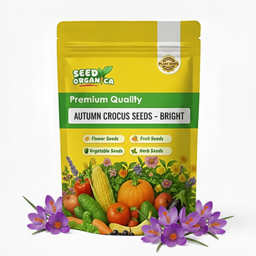 Autumn Crocus Seeds – Bright