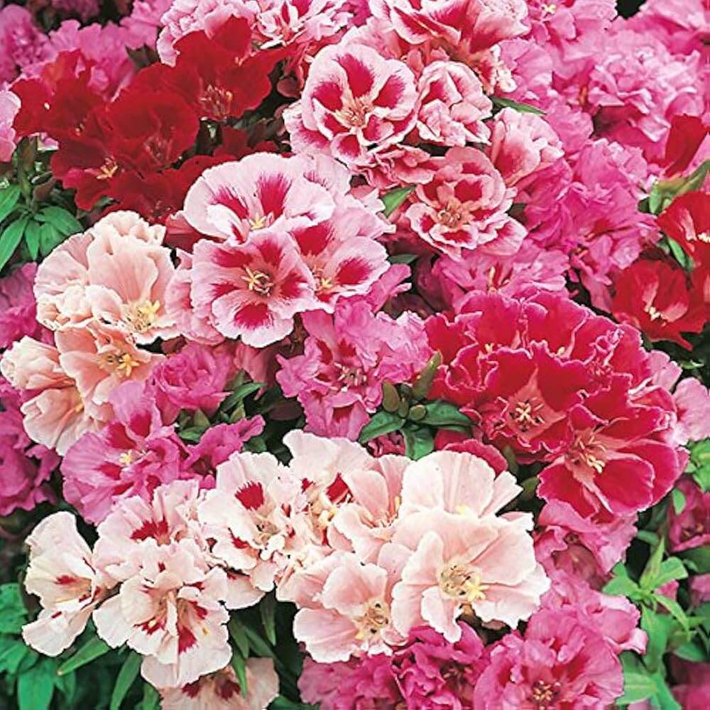 Azalea Seeds – Rare