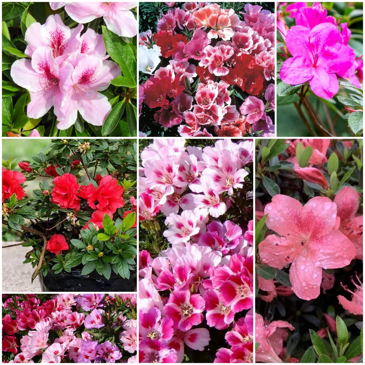 Azalea Seeds