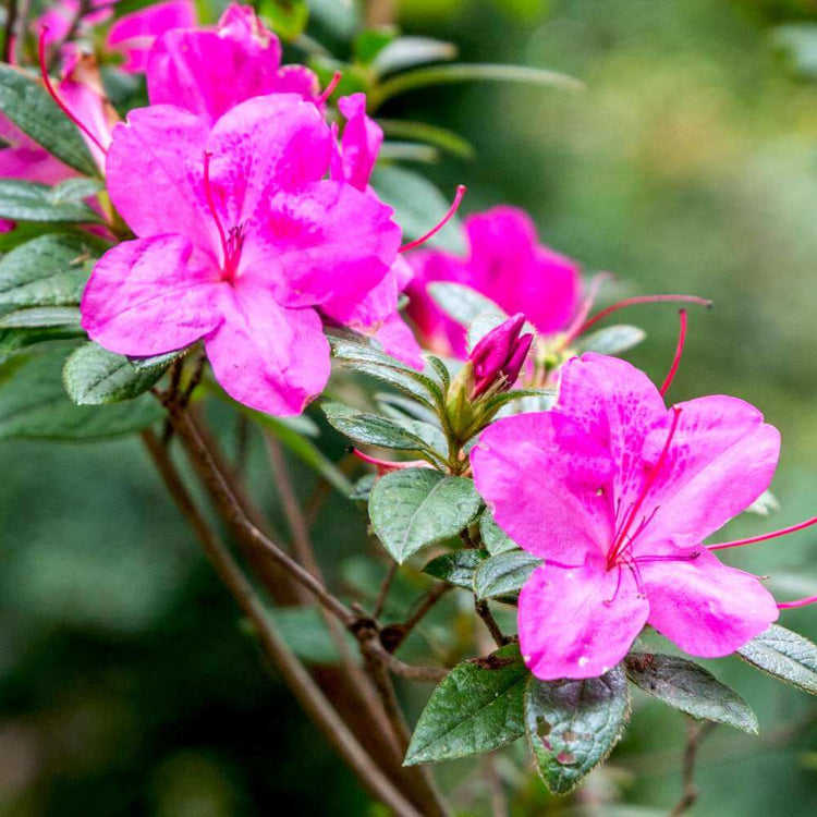 Azalea Seeds