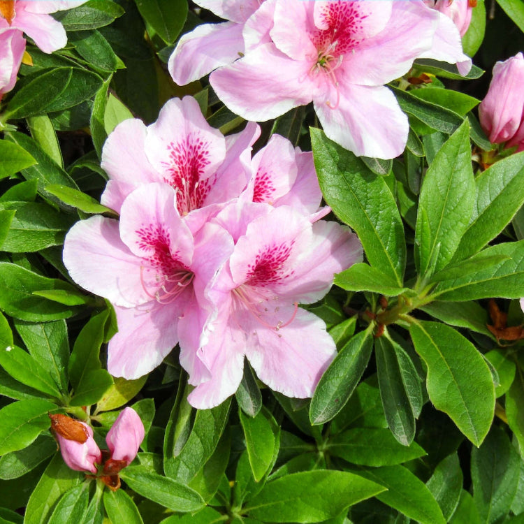 Azalea Seeds