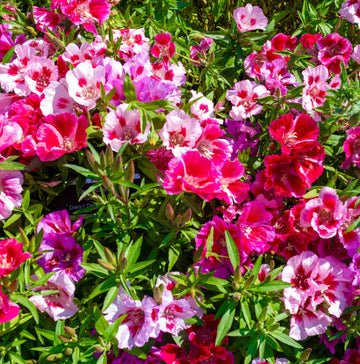 Azalea Seeds – Rare