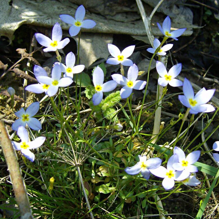 Azure Bluets Seeds