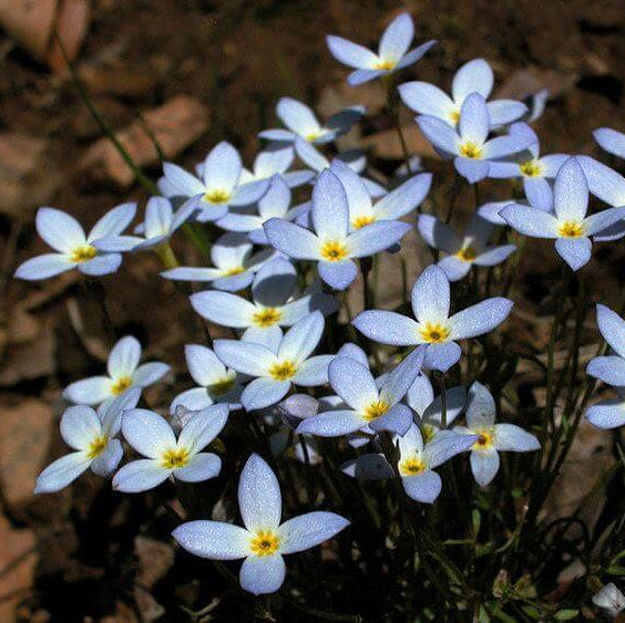 Azure Bluets Seeds