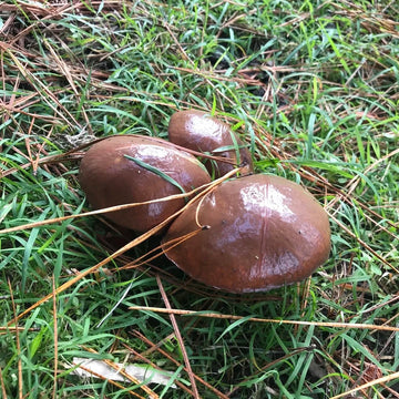 Edible Slippery Jack Mushroom Seeds – Vegetable Plant
