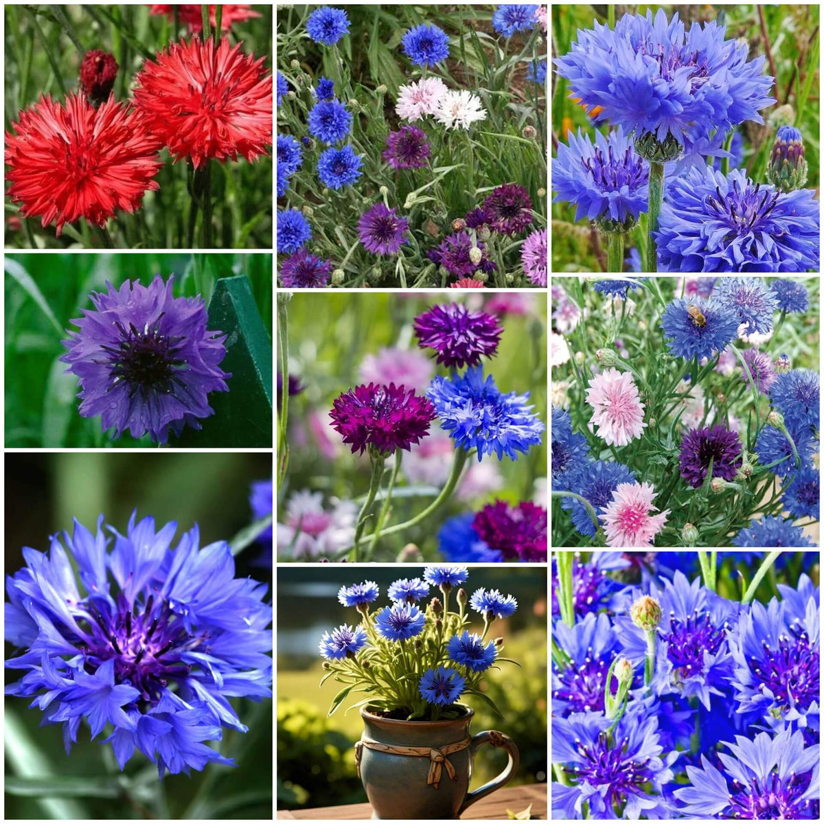 Bachelor Button Seeds