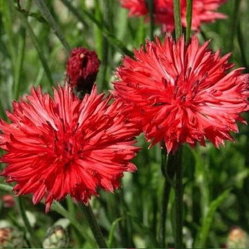 Bachelor Button Seeds