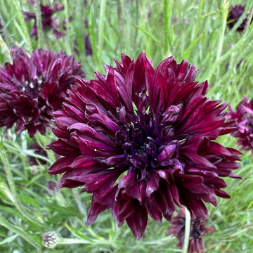 Bachelor Button Seeds – Black
