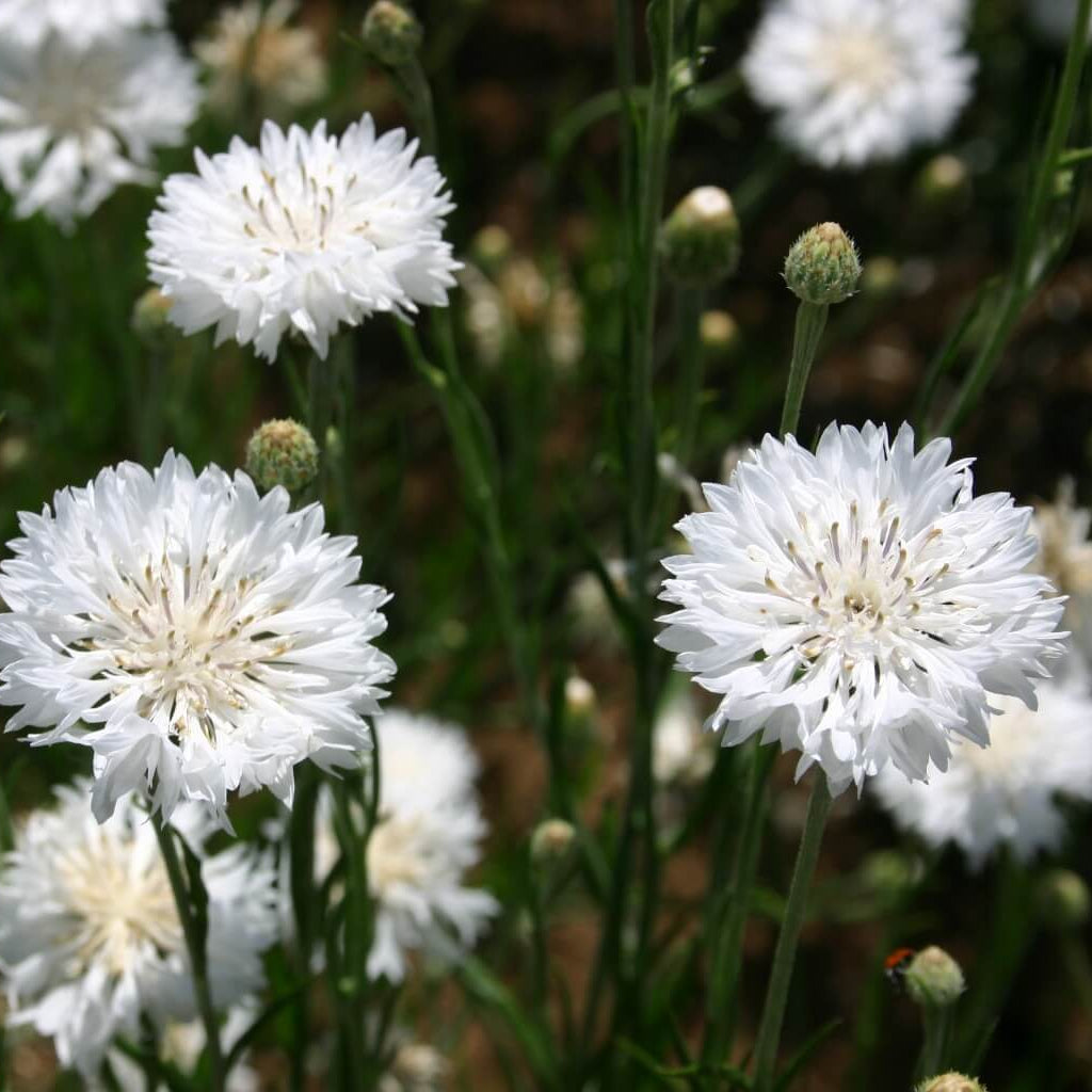Bachelor Button Seeds – Centau