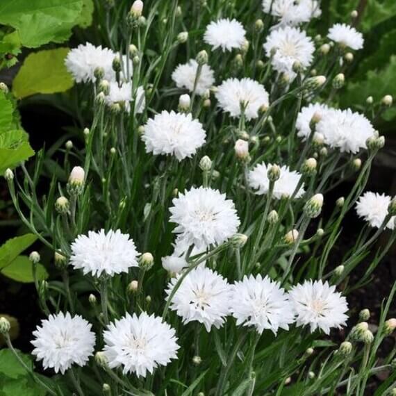 Bachelor Button Seeds – Centau