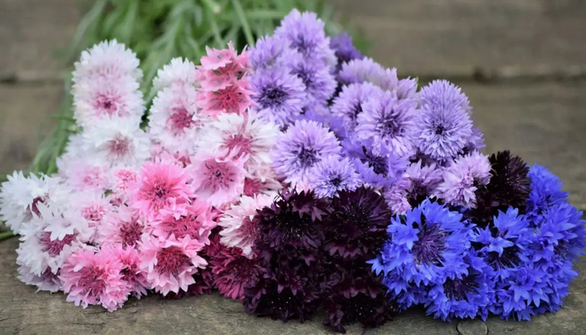 Bachelor Buttons Seeds – Pastel Mix
