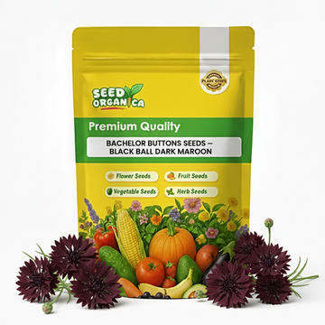Bachelor Buttons Seeds – Black Ball Dark Maroon
