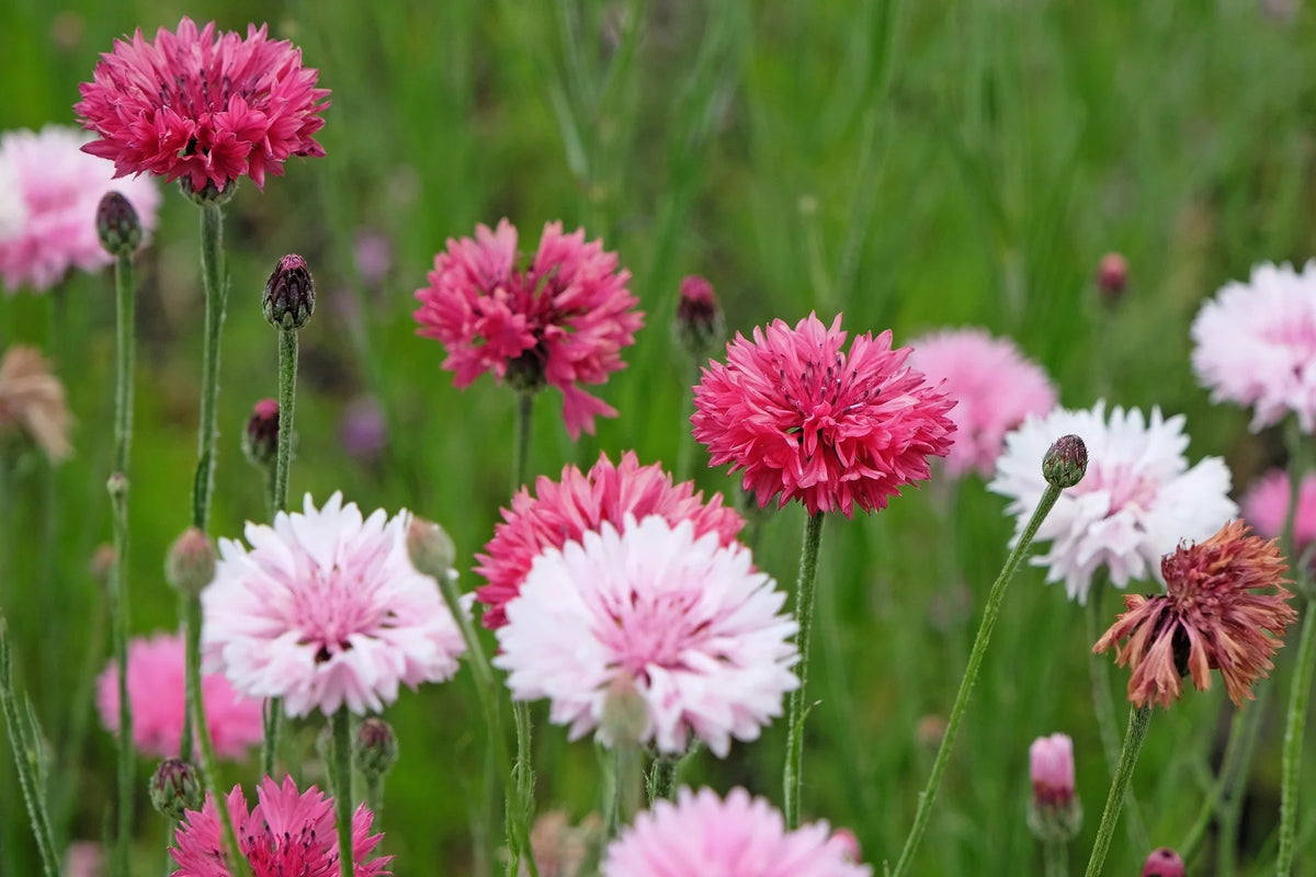 Bachelor Buttons Seeds – Tall Mixed

