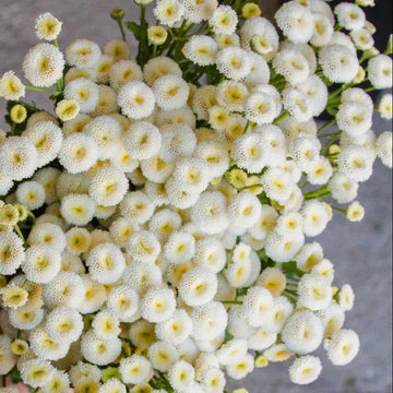 Bachelor Buttons Seeds – White Snowball
