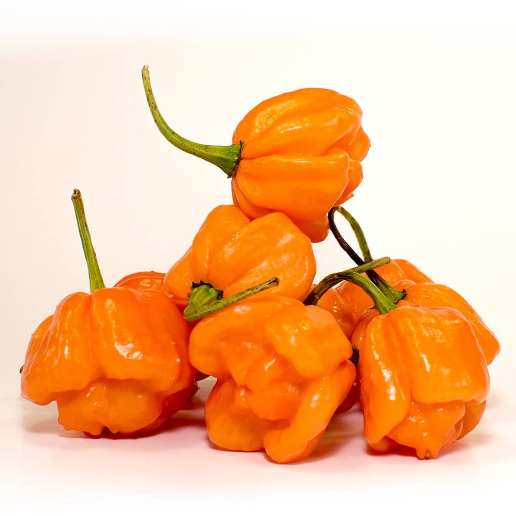 Bahamian Seeds
