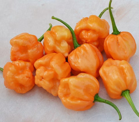 Bahamian Seeds
