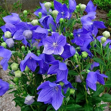 Balloon Seeds – Blue Platycodon Perennial
