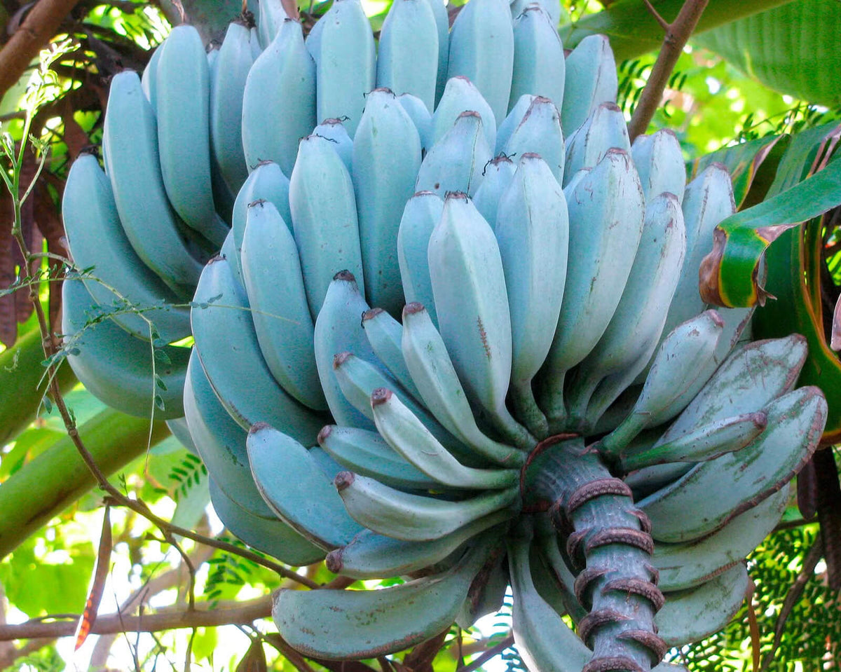 Banana Seeds – Blue Java