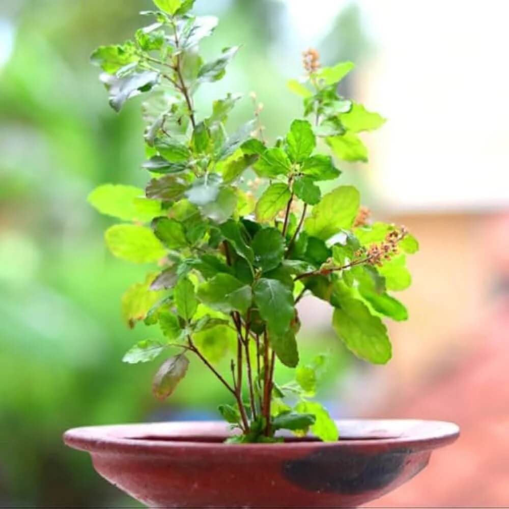 Basil Seeds – Aromatic, Bonsai
