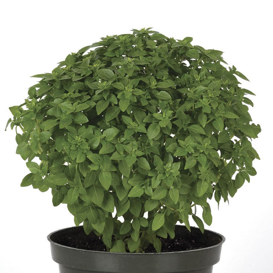 Basil Seeds – Aromatic, Bonsai