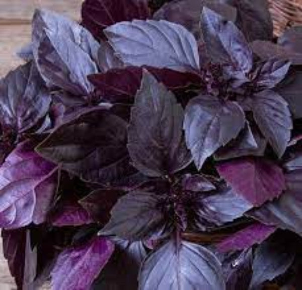 Basil Seeds – Aromatic