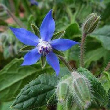 Basil Seeds – Blue Spice
