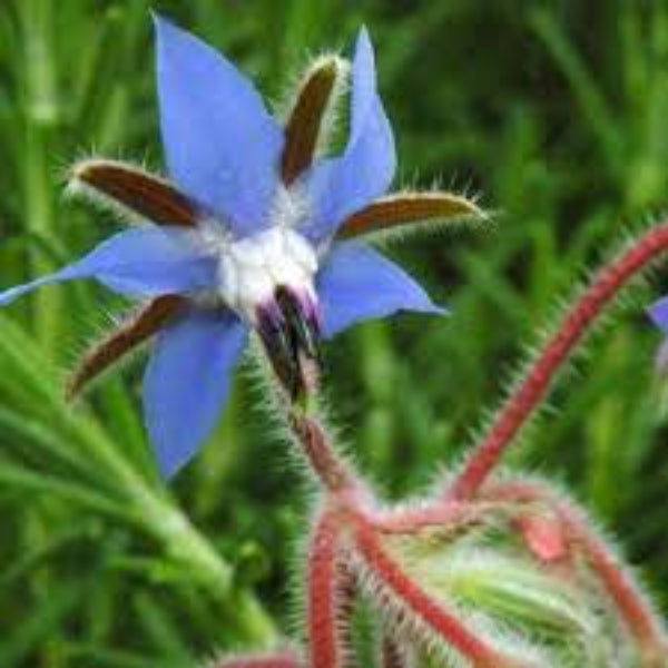 Basil Seeds – Blue Spice

