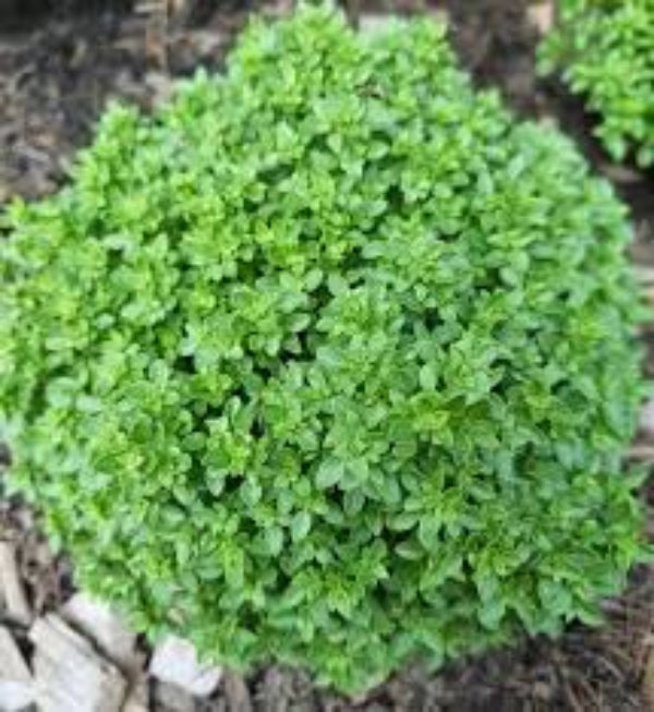 Basil Seeds – Bush Ocimum Basilicum