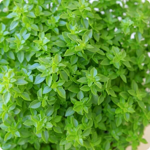 Basil Seeds – Bush Ocimum Basilicum