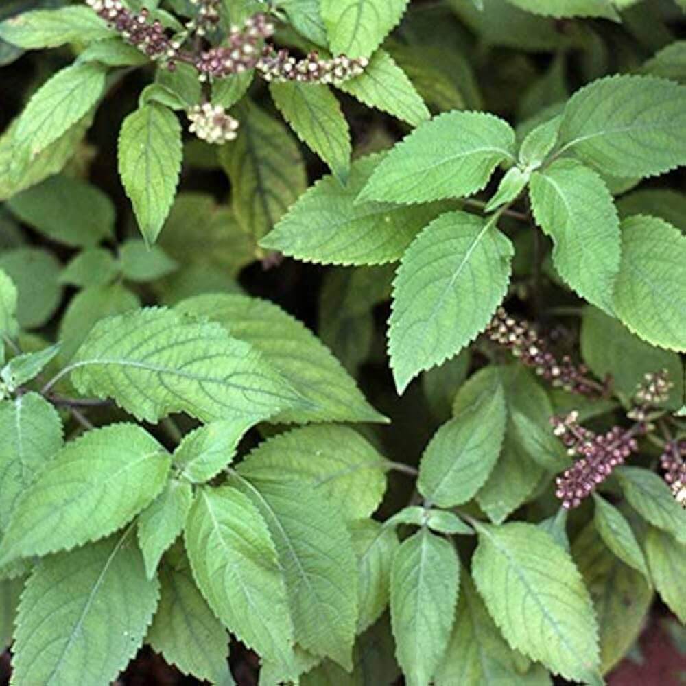Basil Seeds – Clove